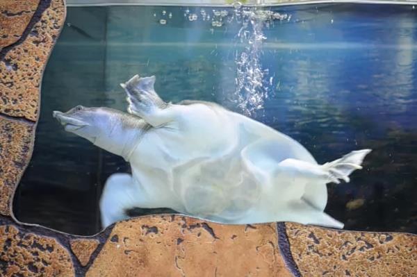 济宁宠物美容服务