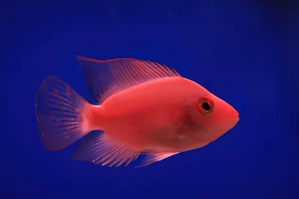 济宁宠物护理服务