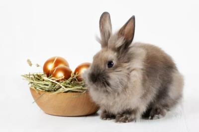 济宁上门宠物美容服务投诉率最低的3家平台