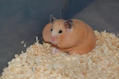 小型宠物护理服务