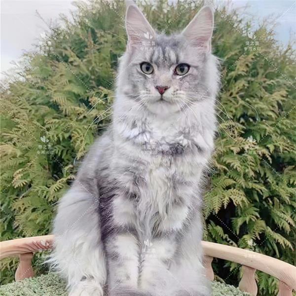 邯郸上门宠物美容服务投诉率最低的3家平台