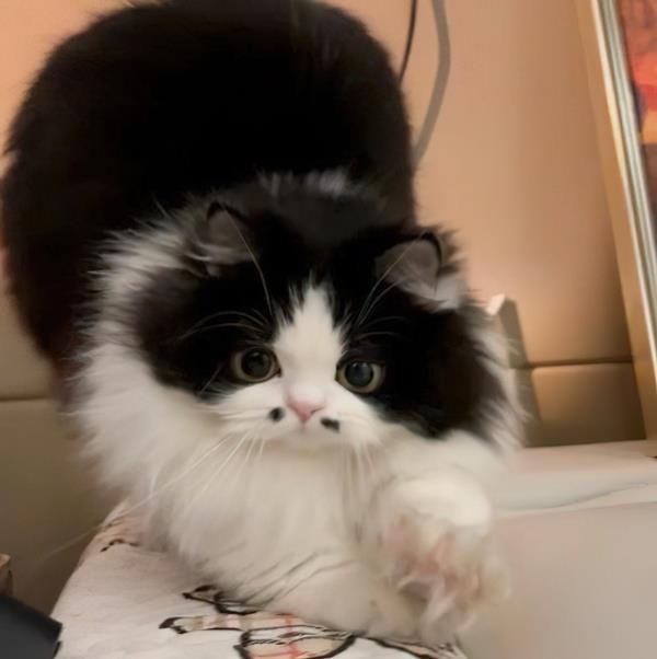 爱宠宠上门宠物美容服务