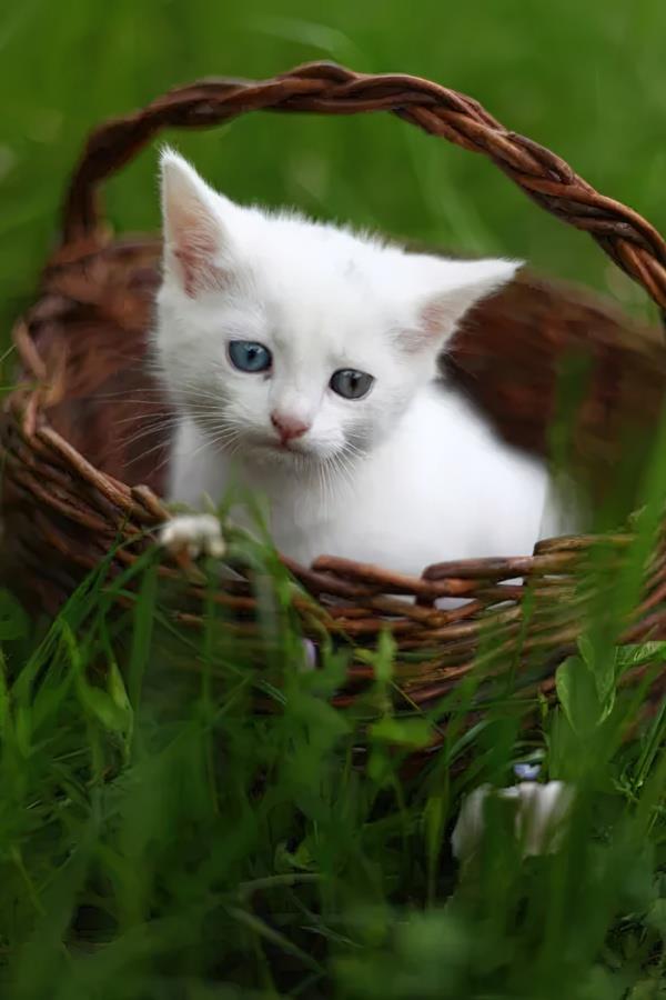 芜湖宠物护理服务