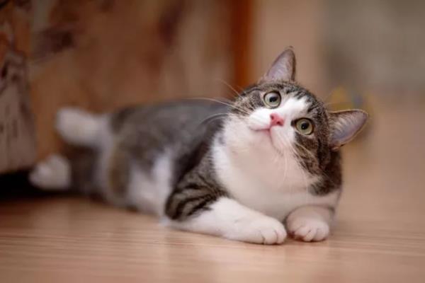 上门宠物洗澡多少钱？猫咪 vs 狗狗收费标准差异