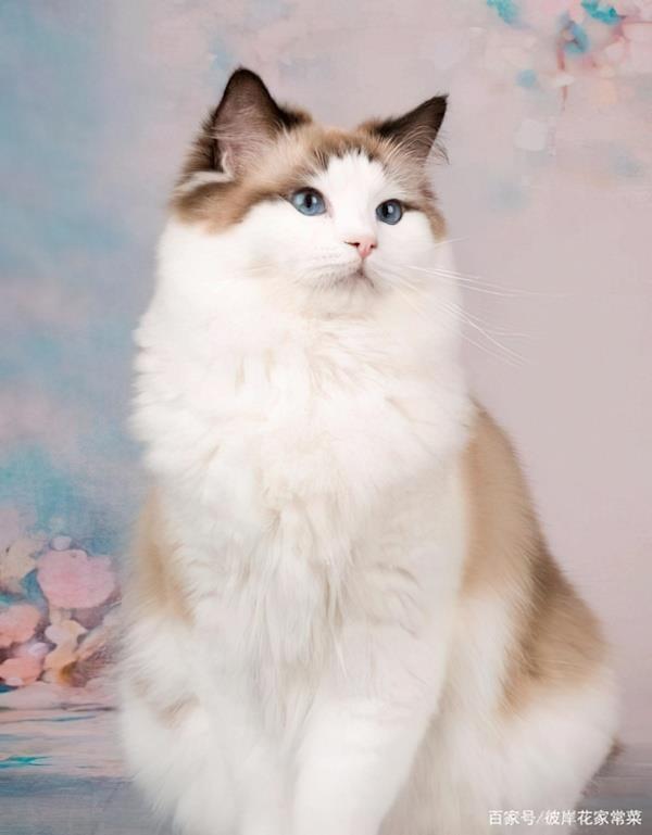 唐山上门宠物美容服务投诉率最低的3家平台