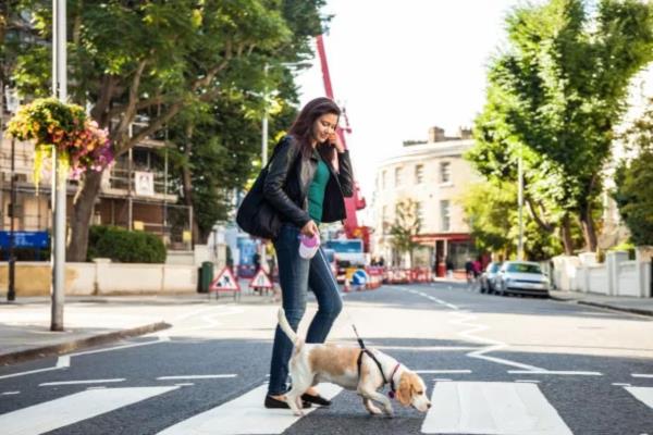 阜阳上门宠物美容