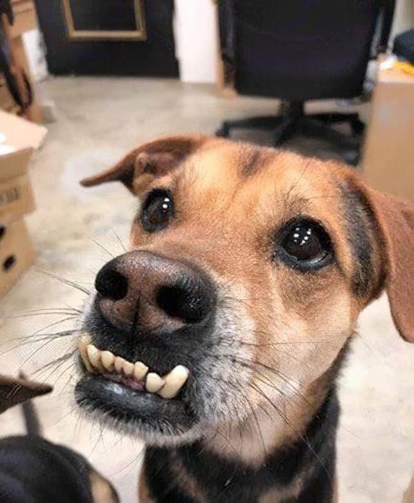 爱宠宠上门宠物洗澡服务