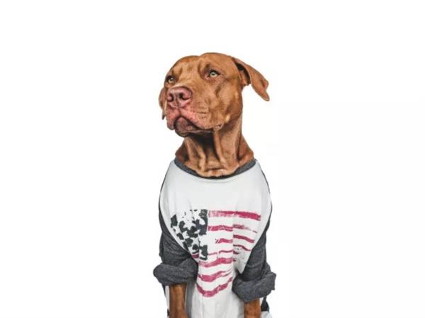 芜湖上门宠物美容服务投诉率最低的3家平台