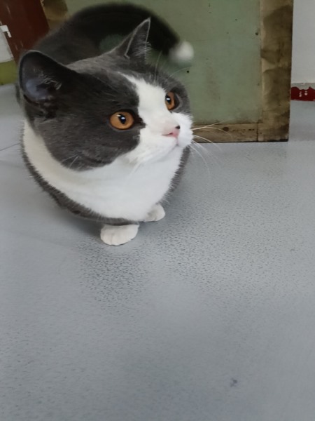 专业伴宠师上门喂猫服务