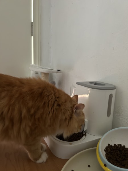 专业伴宠师上门喂猫