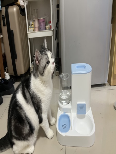 咸宁伴宠师喂猫实拍