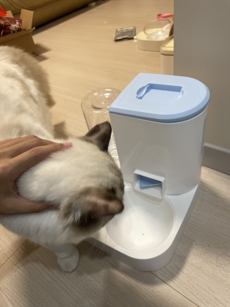 邵阳上门喂猫服务案例
