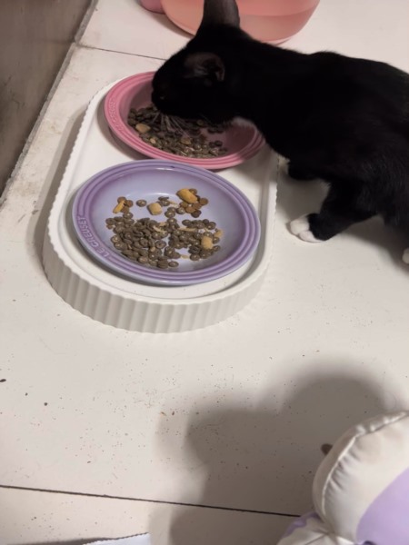 日照上门喂猫48小时紧急预约通道