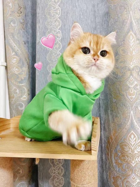 平顶山上门喂猫48小时紧急预约通道