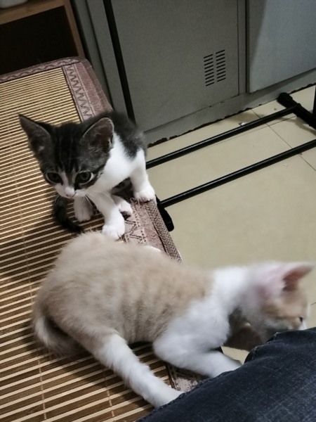 猫咪健康观察记录