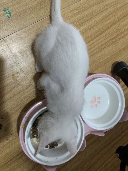 专业喂猫流程