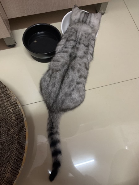 专业伴宠师服务