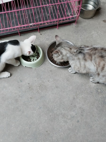 眉山上门喂猫48小时紧急预约通道