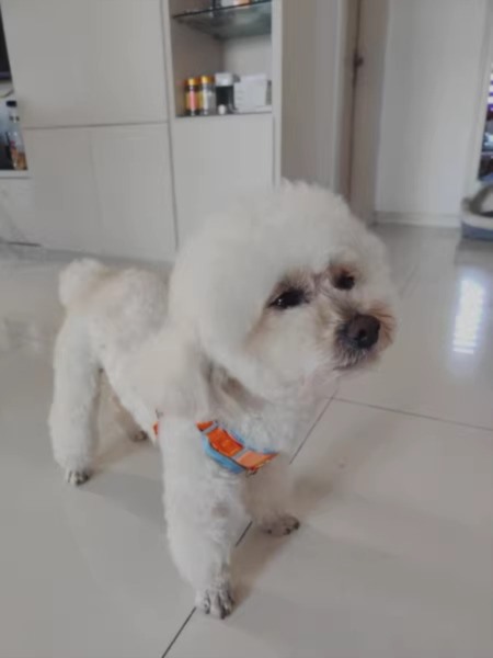 南阳遛狗后反馈
