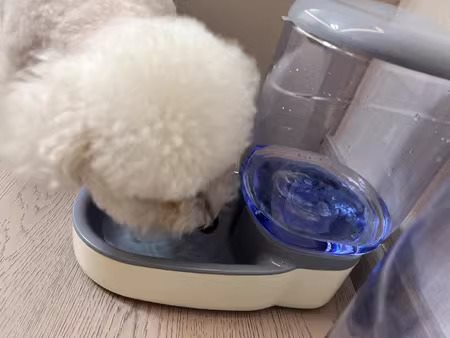 湖州早遛狗服务