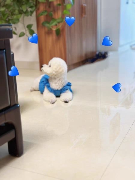 重庆上门遛狗服务早6点档期预约攻略