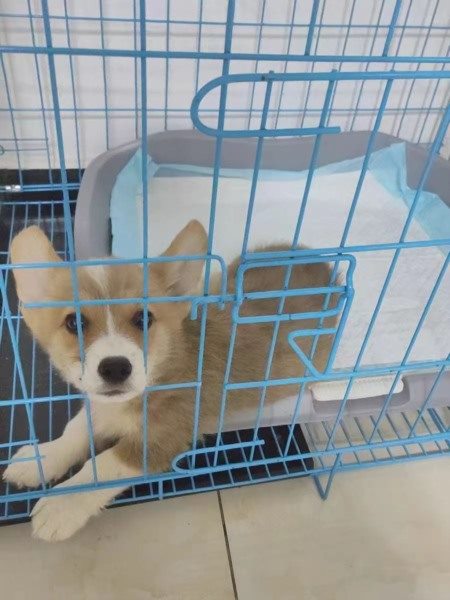 南阳专业伴宠师