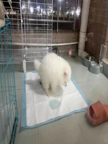 狗狗清晨散步