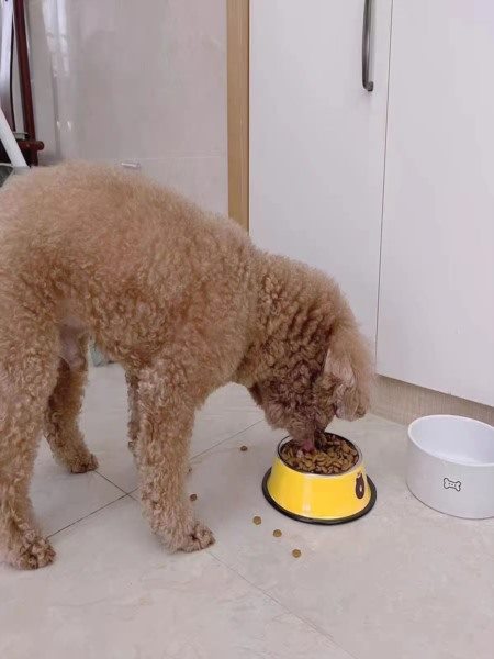 伴宠师资质