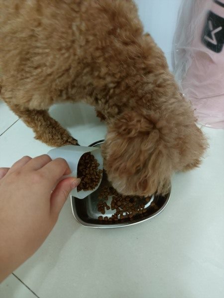 芜湖上门遛狗服务早6点档期预约攻略