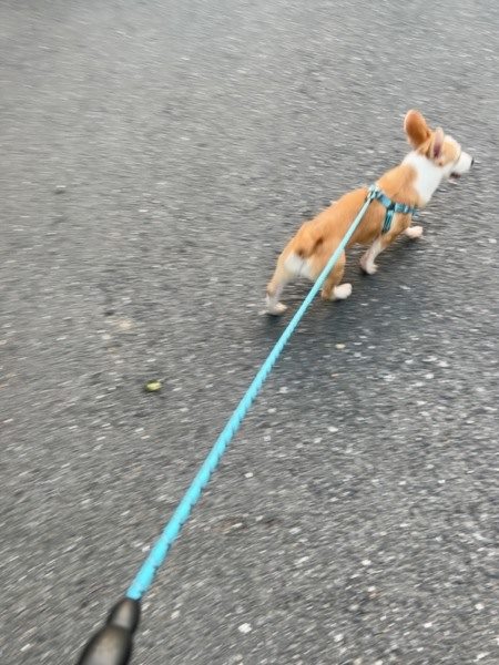 阜阳遛狗服务