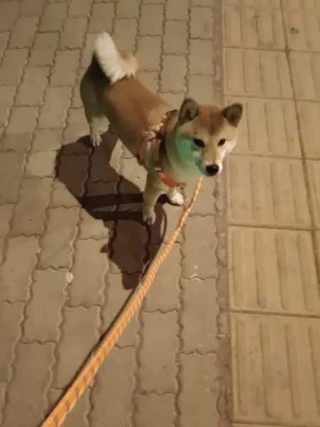 宠物服务报告