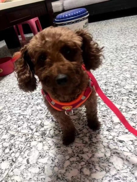 爱宠宠平台预约界面