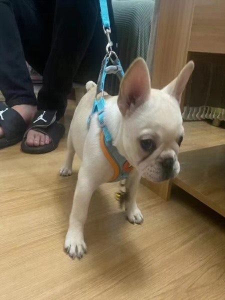 杭州上门遛狗服务早6点档期预约攻略