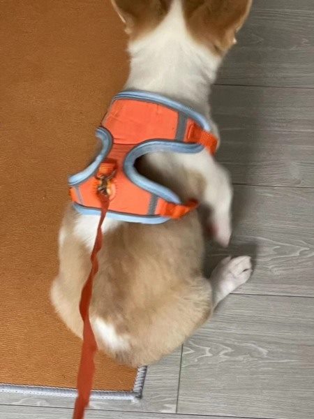 中型犬遛狗场景