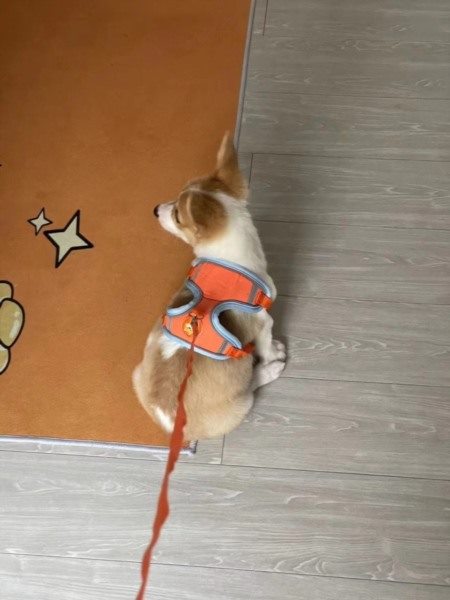 武汉上门遛狗服务早6点档期预约攻略